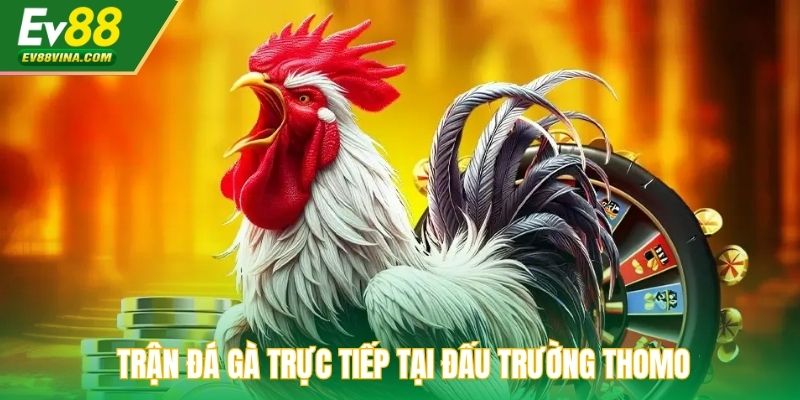 Trận đá gà trực tiếp tại đấu trường Thomo